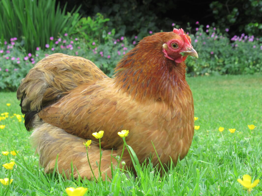 Pekin Bantam For Sale Chickens Breed Information Omlet Pekin Bantam For Sale Chickens Breed Information Omlet