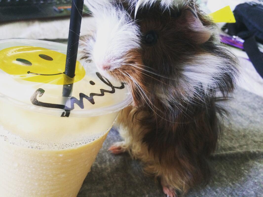 Peruvian For Sale Guinea Pigs Breed Information Omlet