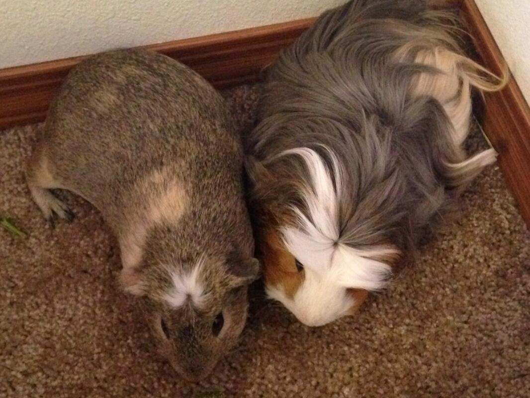 peruvian guinea pig breeders