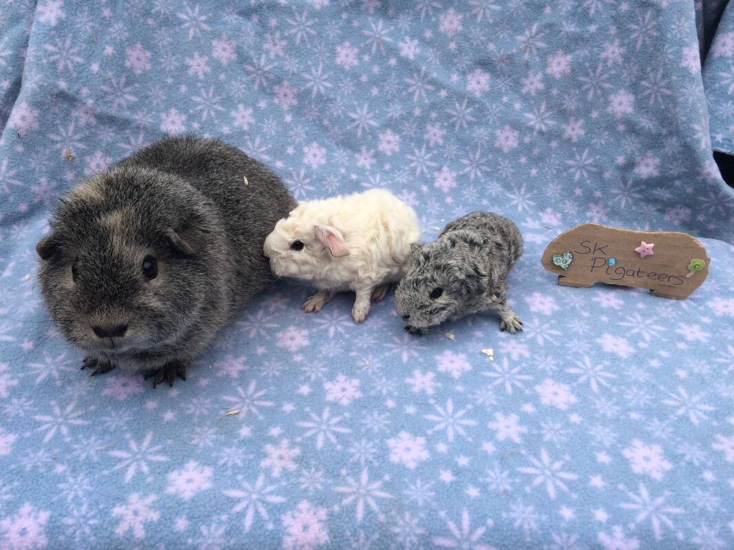 Rex For Sale | Guinea Pigs | Breed 