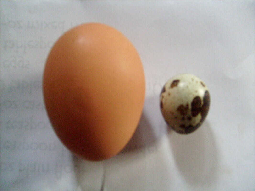How many quail eggs do you need to make an Omlet? | Quail ...