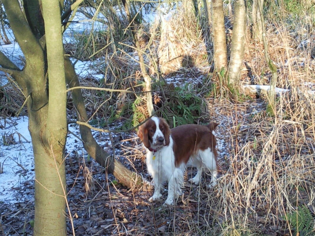 Springer Spaniel (Welsh) | Dogs | Breed Information | Omlet