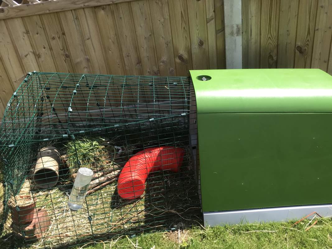 eglu go guinea pig hutch