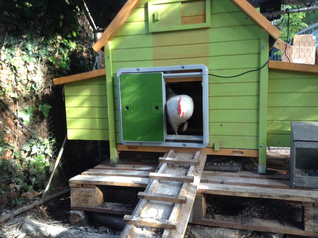 Automatic Chicken Coop Door Opener Omlet