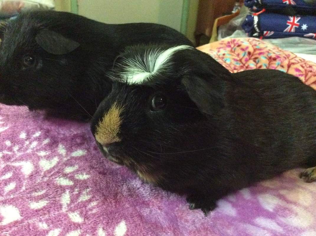 Crested For Sale Guinea Pigs Breed Information Omlet