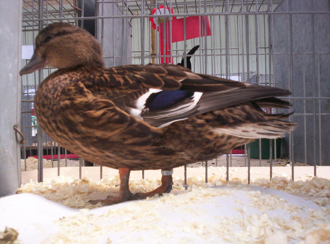 Call Duck Ducks Breed Information Omlet