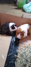 Two guinea pigs making friends.