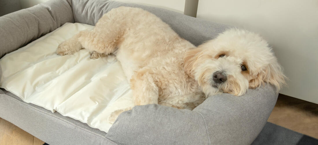 White dog sleeping on grey Omlet memory foam bolster dog bed and cooling mat