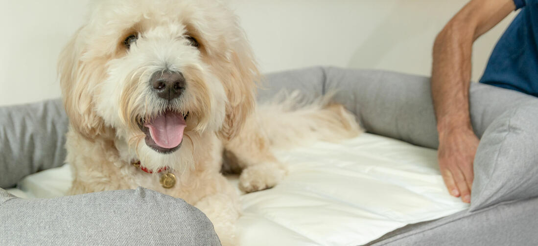 The innovative Cooling Mat fits perfectly tucked into this Medium Bolster Bed keeping Woody the Goldendoodle cool on hot summer days.