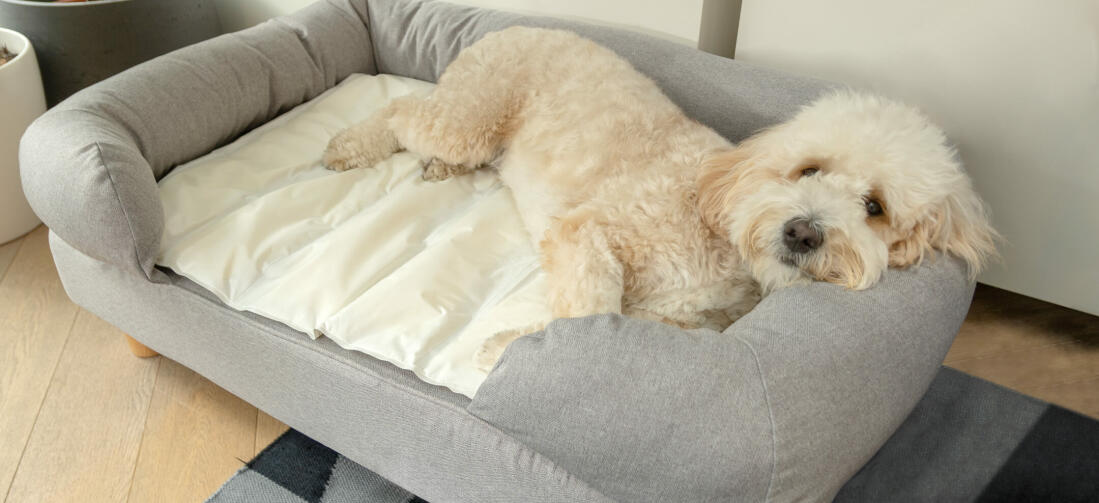 https://www.omlet.us/images/cache/1099/503/dog-memory-foam-cooling-mat-bolster-bed.jpg