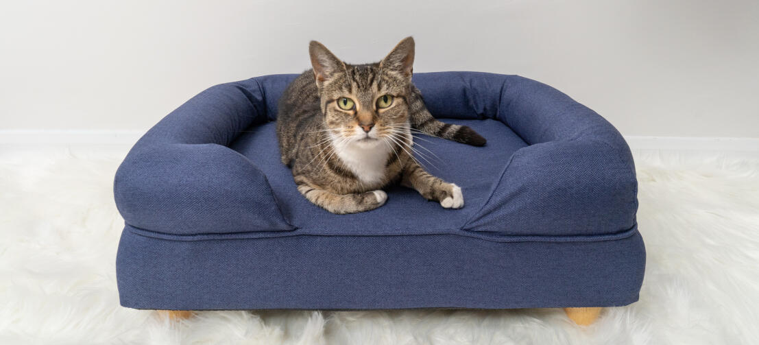 Cute cat sitting on midnight blue memory foam cat bolster bed with round wooden feet