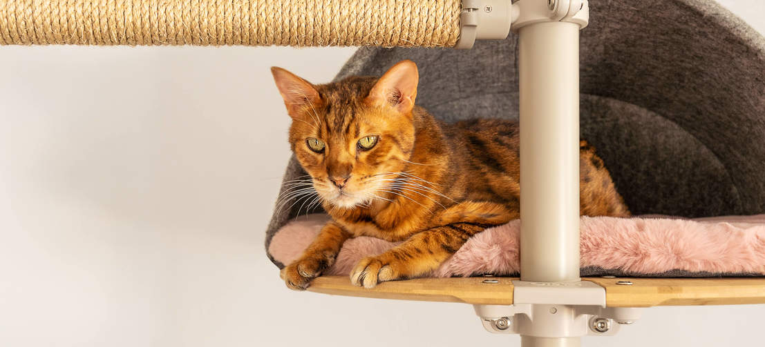 Cat tree bed