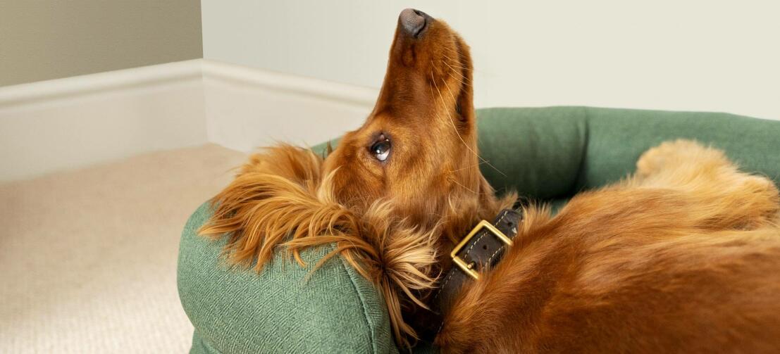 Chestnut cocker spaniel in a green bed with nose in the air