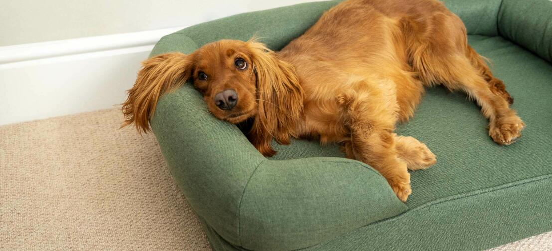 side effects of interceptor heartworm medicine