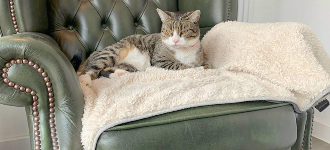 Super Soft Cat Blanket | Omlet