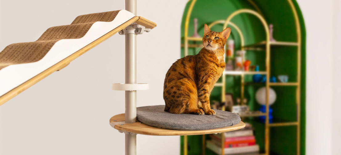 Cat on platform cushion climbing tree floor to ceiling