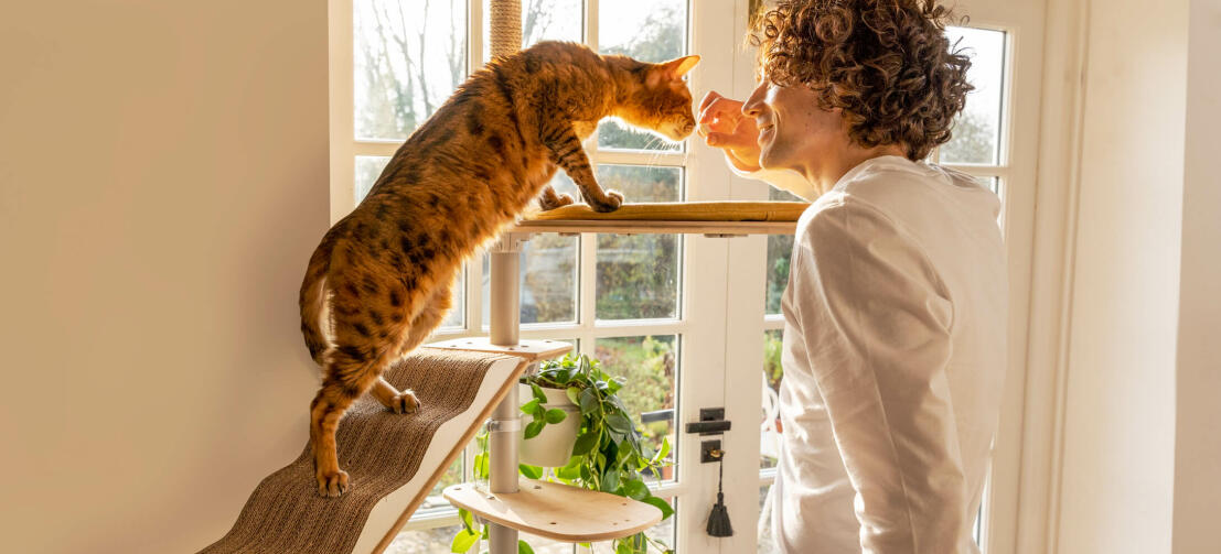 Cat on tall cat tower sniffing man
