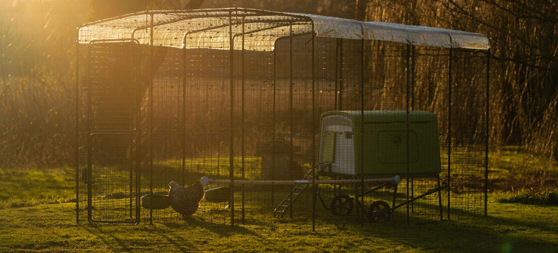 Eglu Cube chicken coop inside a walk in run with clear cover on top and sunset in background