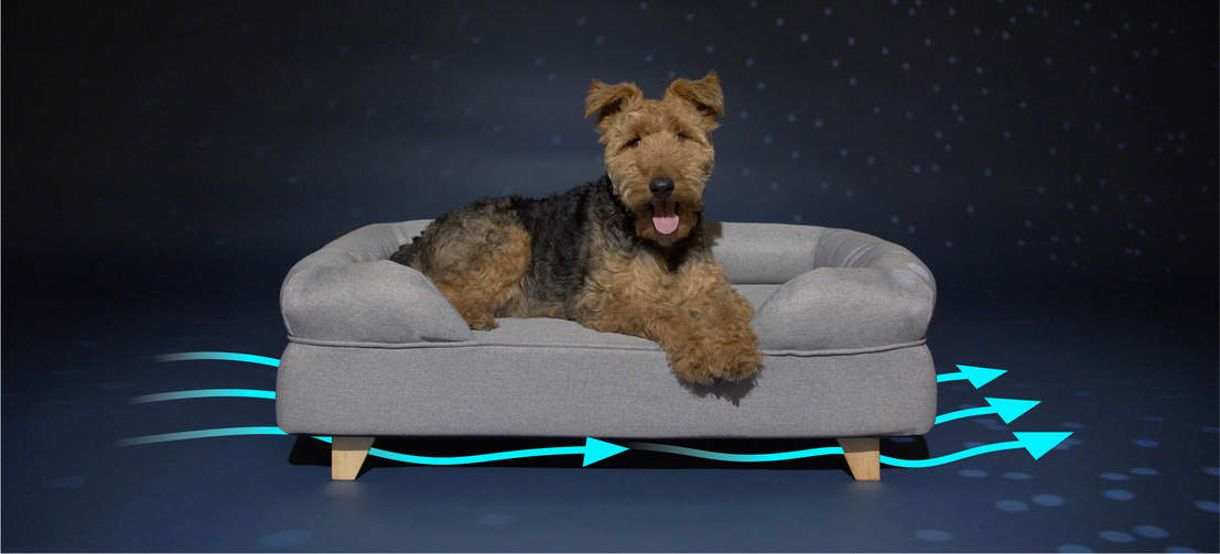 Dog Laying on Omlet Memory Foam Dog Bolster Bed in Grey with Square Wooden Feet