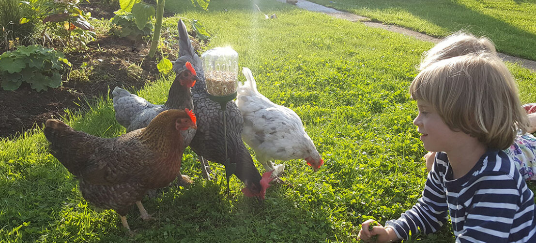 The Pendant pick toy allows you and your kids to spend time with your chickens while they find their treats.