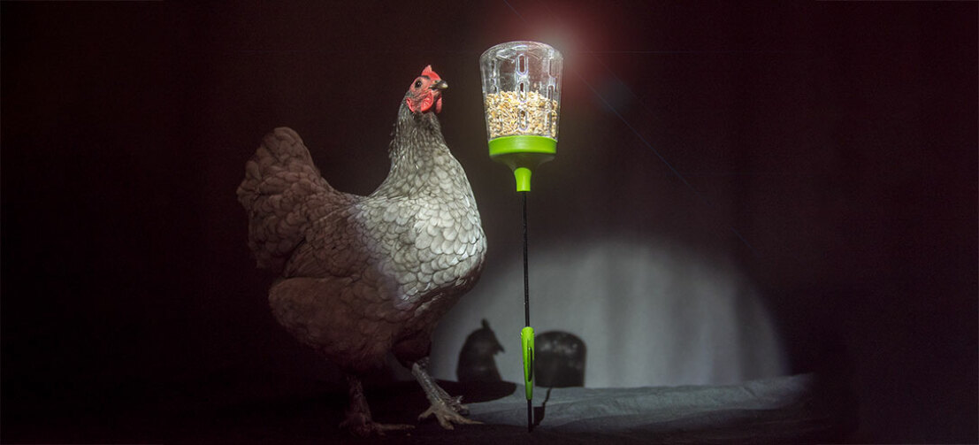 Your chickens will be so proud of their Pendant pecking toy, they'll sing you a song!