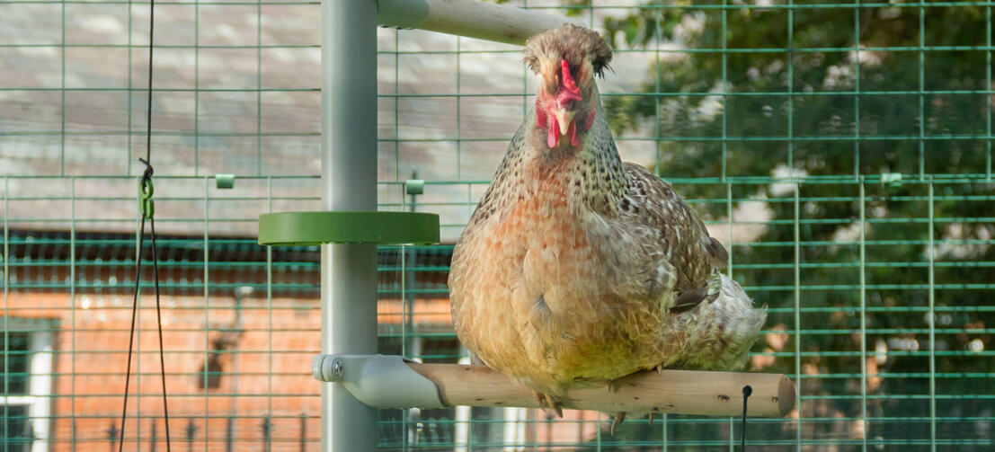 Close up of chicken perching on Omlet chicken Poletree entertainment system inside of Omlet walk in chicken run
