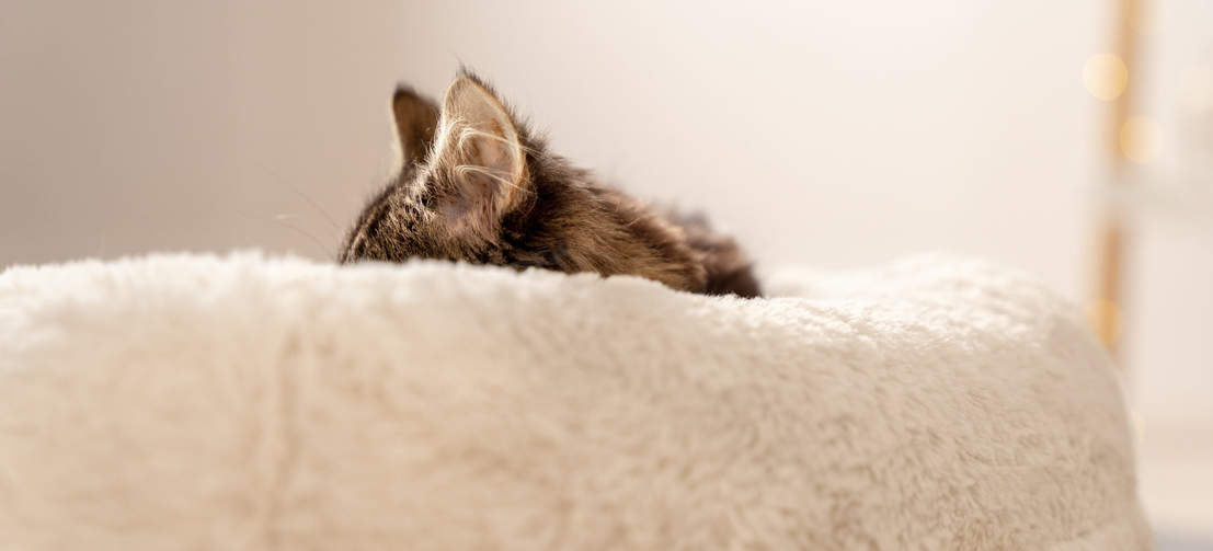 Cat sleeping on super soft donut cat bed in snowball white