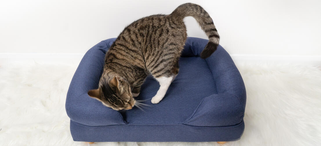 Cute cat getting cosy on midnight blue memory foam cat bolster bed