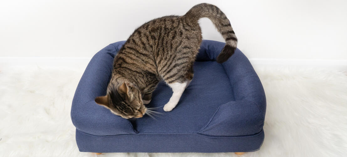 https://www.omlet.us/images/cache/1107/503/Memory-foam-cat-luxury-bolster-bed-blue-omlet.jpg