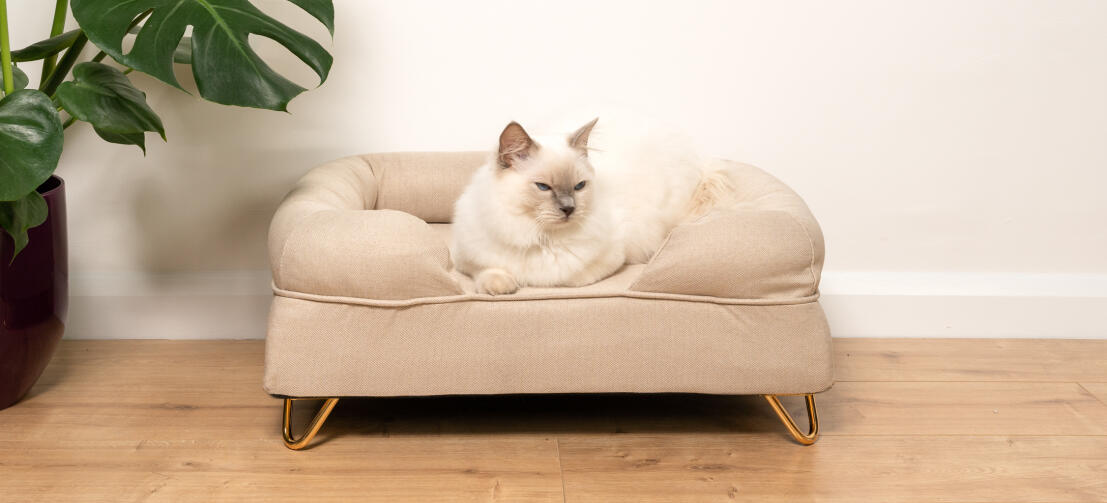 Cute fluffy white cat sitting on natural beige cat bolster bed with Gold hairpin feet