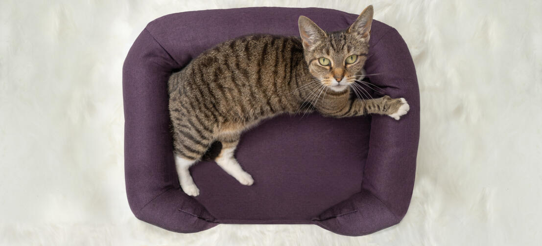 Comfy Cat Memory Foam Donut Cushion