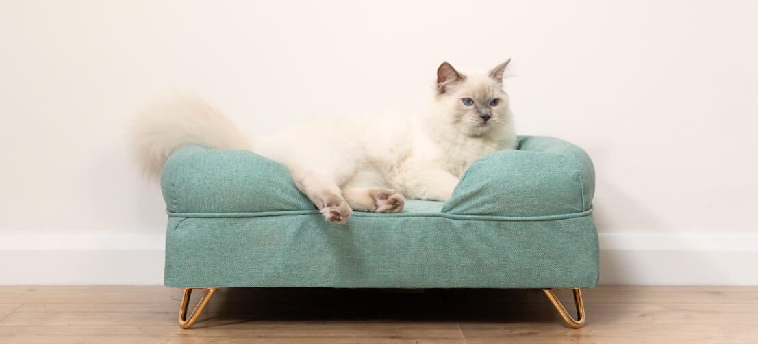 Cute fluffy white cat sitting on teal blue memory foam cat bolster bed with Gold hairpin feet
