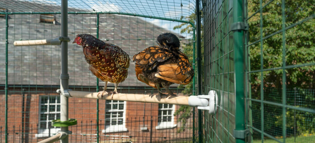 Two chickens perching on Poletree chicken entertainment system connected to Omlet walk in chicken run Two chickens perching on Poletree chicken entertainment system connected to Omlet walk in chicken run