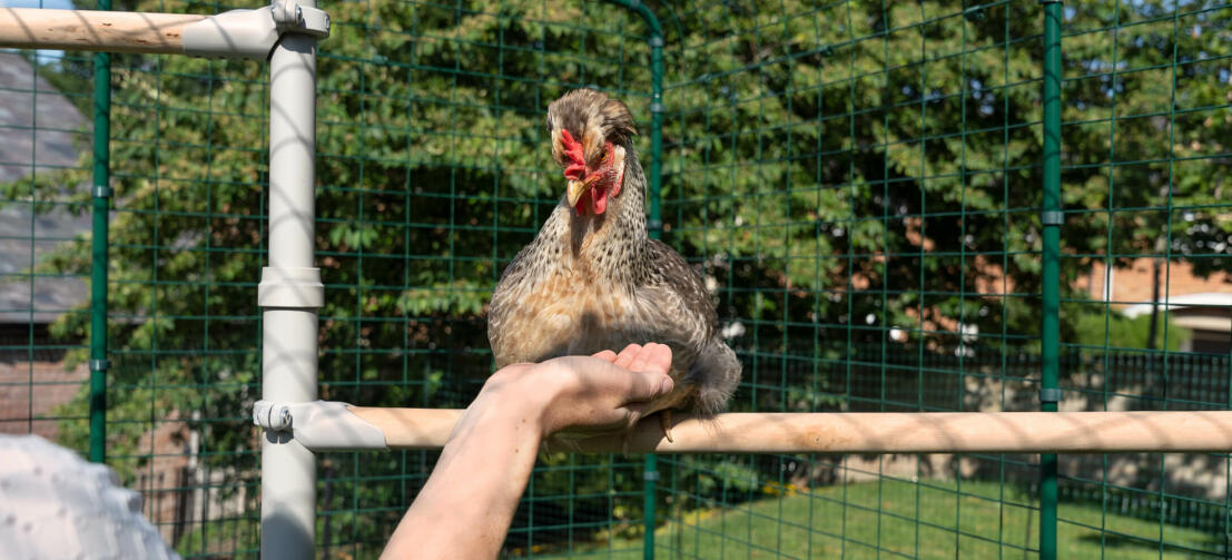 Chicken perching on Poletree chicken entertainment system while person holds out hand