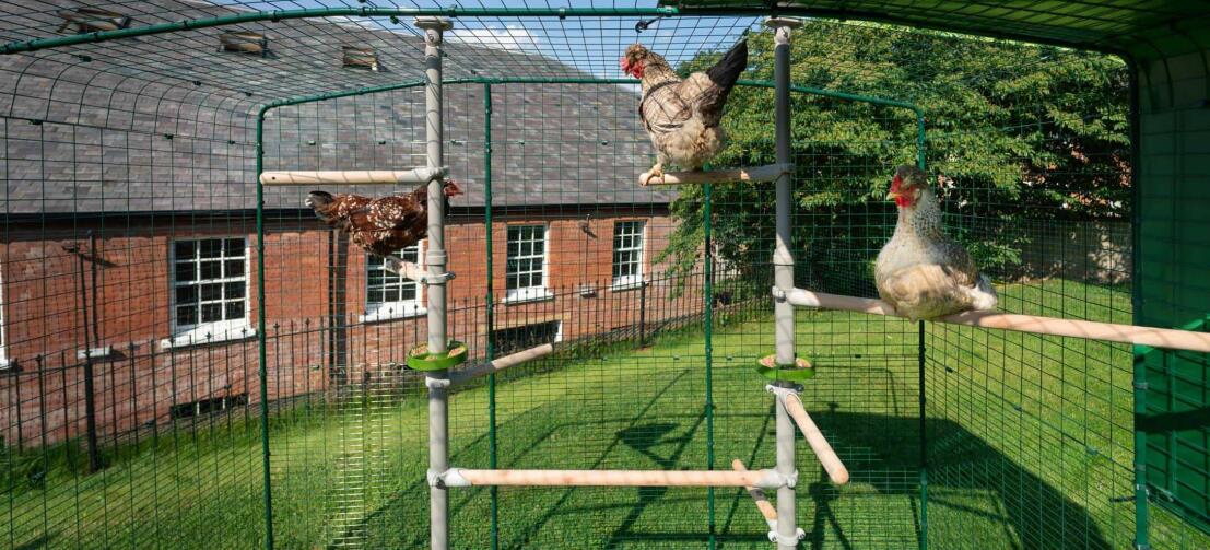 Chickens sitting perches of Poletree in walk in chicken run Chickens sitting perches of Poletree in walk in chicken run