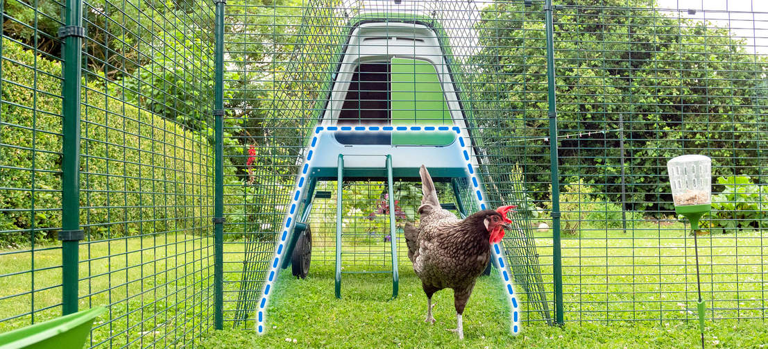 A chicken next to a Go up chicken coop with an outlined connection to a walk in run