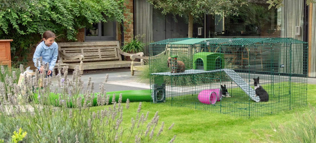 Rabbits in Omlet Zippi rabbit playpen with Zippi platforms and Zippi tunnel connected