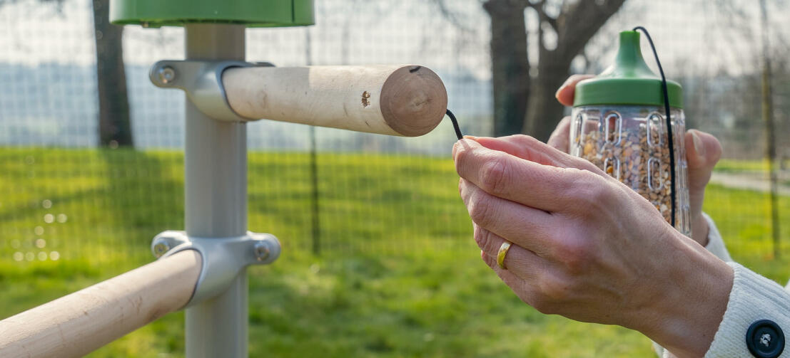 Woman attaching the chicken Peck Toy to the Free Standing chicken roosting ladder