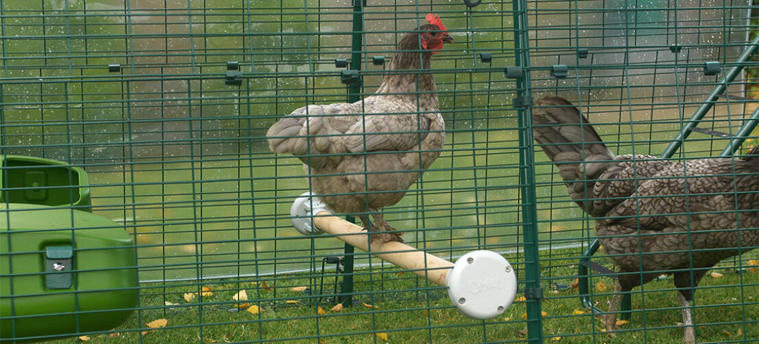 A bantam chicken sits on a chicken perch in a Eglu Cube run.