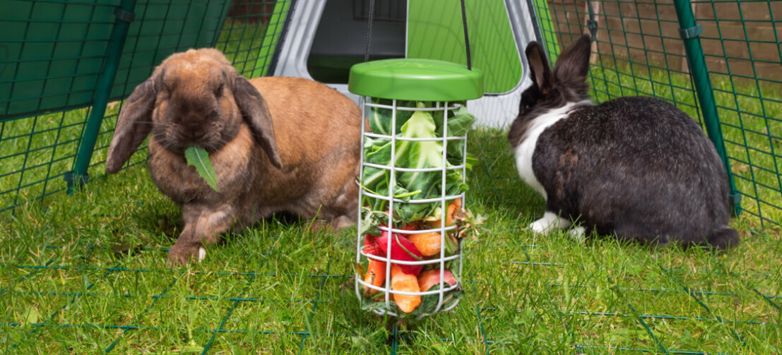 Rabbits in run of Omlet green Eglu Go hutch run and Omlet rabbit Caddi treat holder