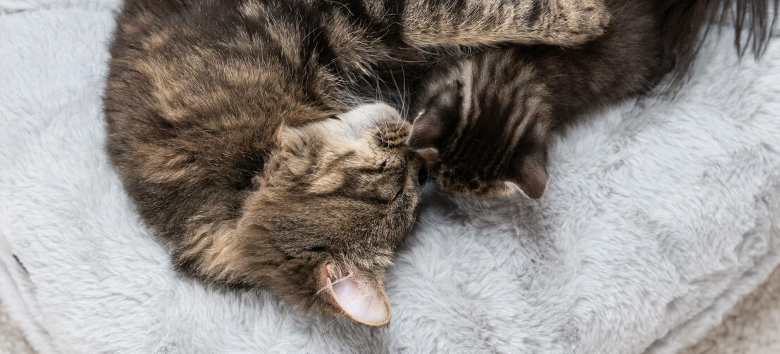 Maya® Donut Elevated Cat Bed