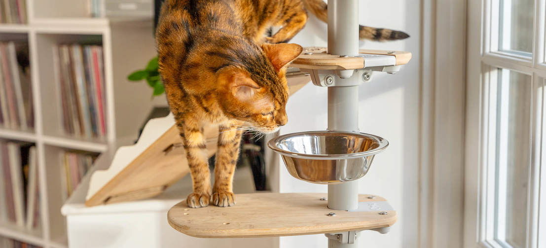Cat investigating bowl on floor to ceiling cat tree
