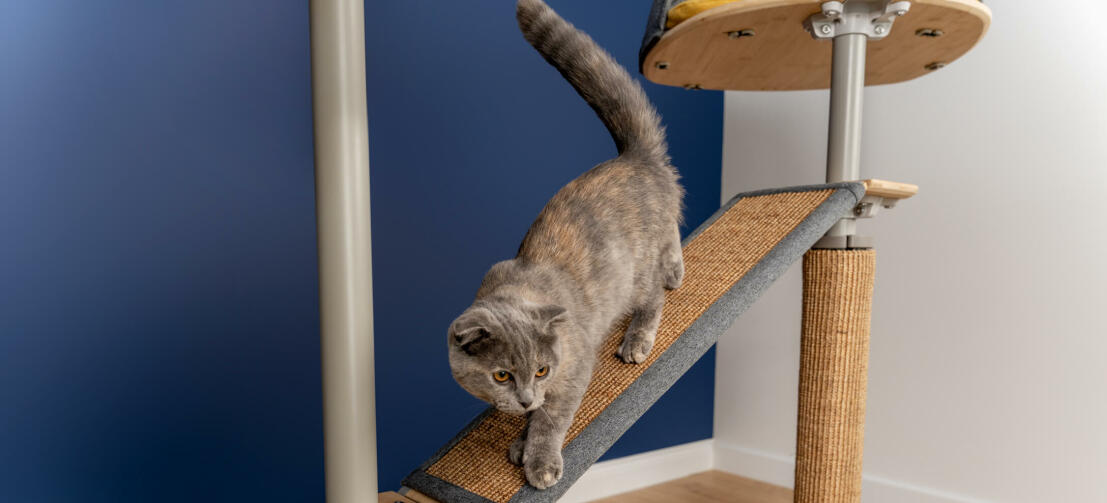 Cat on bridge platform on the freestyle cat tree with replaceable sisal and cardboard scratchers