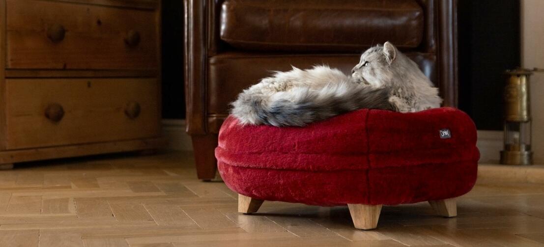 Cat relaxing in the ruby red soft donut cat bed with square wooden feet