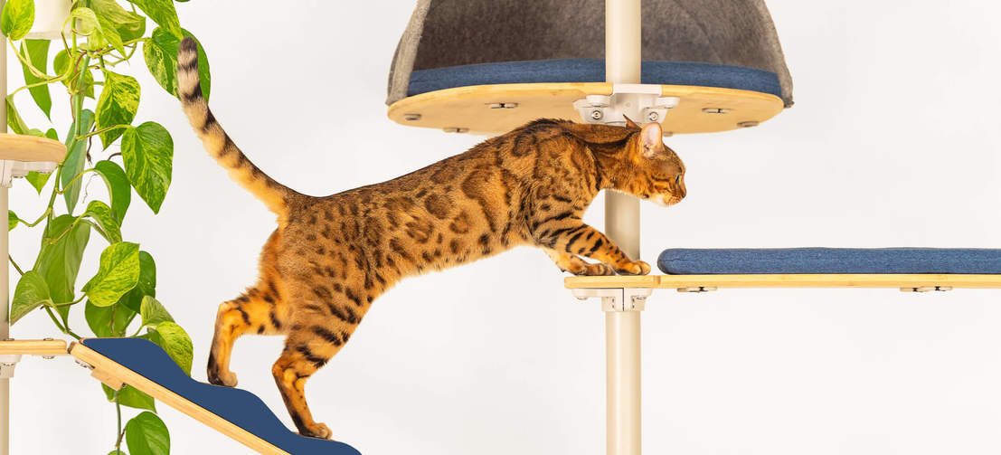 Cat tree floor to ceiling cat climbing from one platform to another