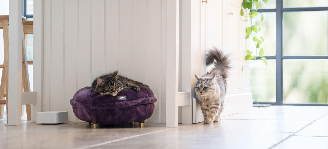 Maya® Donut Elevated Cat Bed