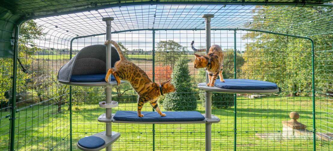 Cats playing in their tall grey cat tree, a perfect way to give your cats a safe outdoor place to explore