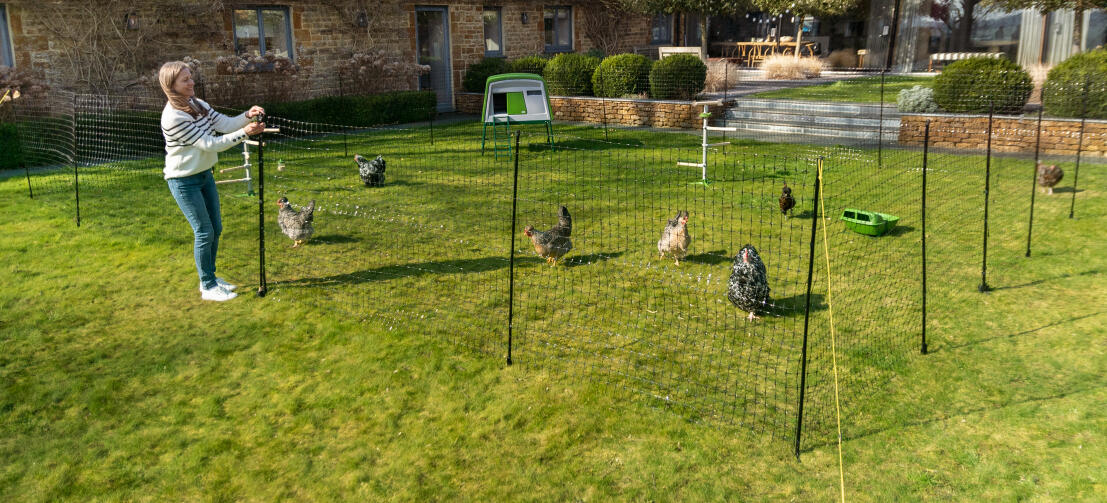 Chickens fenced off with Omlet's chicken fencing