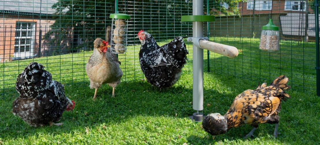 Four chickens in a Omlet walk in chicken run with a Omlet Poletree customisable chicken system Four chickens in a Omlet walk in chicken run with a Omlet Poletree customisable chicken system