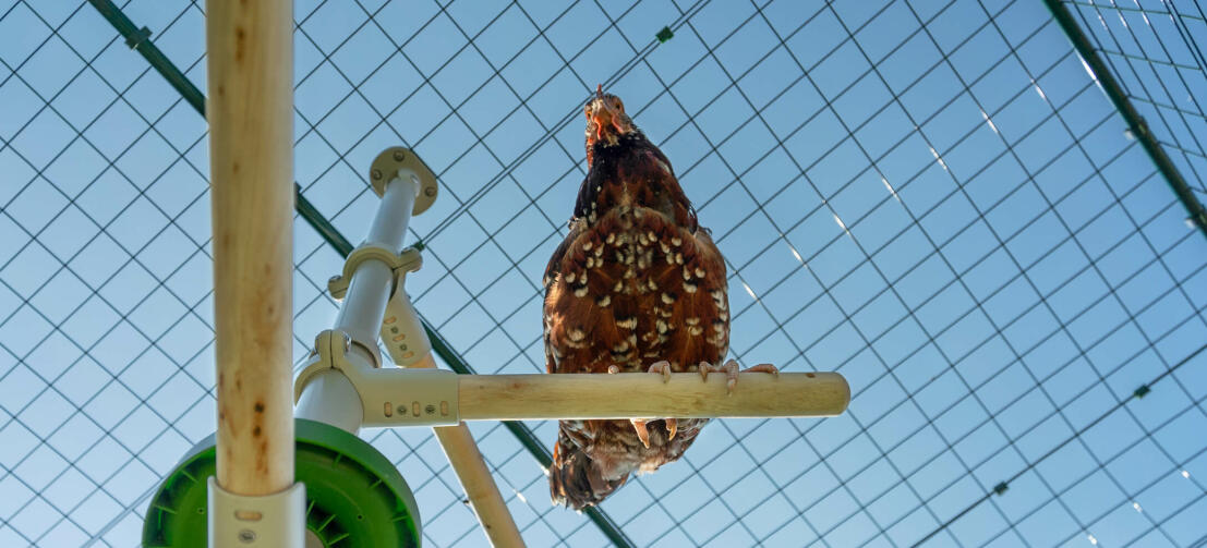 Underneath shot of chicken perching on Omlet Poletree chicken entertainment system in Omlet walk in chicken run Underneath shot of chicken perching on Omlet Poletree chicken entertainment system in Omlet walk in chicken run